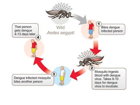 Stay Safe from Dengue Mosquitoes | Kauvery Hospital