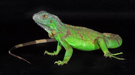 Green Iguana - Click to Learn How to Make the Perfect Pet