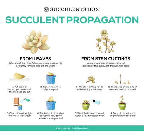 Tips on Succulent Propagation from Leaves and Cuttings - Succulents Box