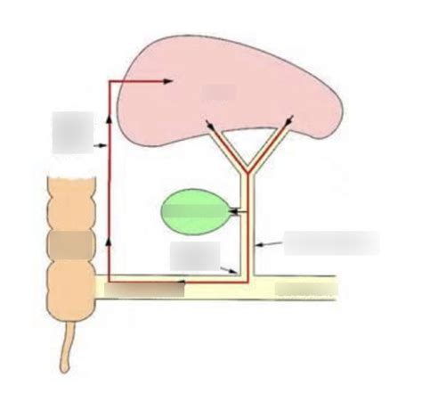 Enterohepatic Circulation Diagram | Quizlet