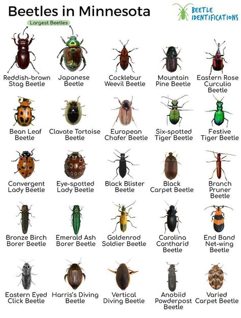 Types of Beetles in Minnesota with Pictures