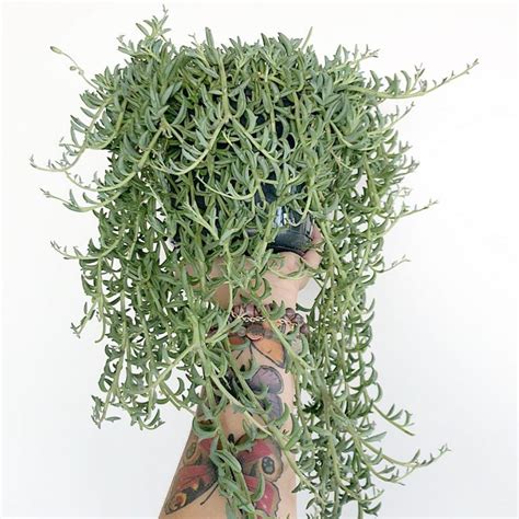 Senecio Peregrinus (String Of Dolphins) | Succulent City