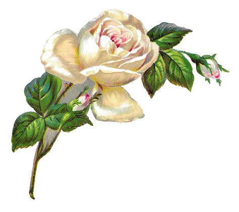 Antique Images: White Rose Shabby Chic Flower Image Clip Art Botanical ...