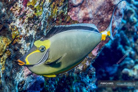 Orangespine Unicornfish (Naso lituratus) photographed while scuba diving the Kona Coast; Island ...