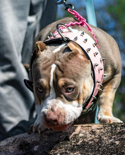 a brown and white dog wearing a pink collar on top of a rock next to a person