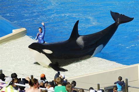 SeaWorld says it will end killer whale breeding program immediately ...