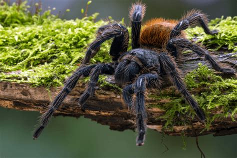 Greenbottle Blue Tarantula: GBB Care, Facts & Species - More Reptiles