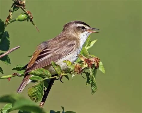 Sedge warbler - Facts, Diet, Habitat & Pictures on Animalia.bio