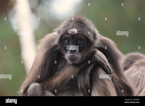 A critically endangered variegated spider monkey also known as a brown ...