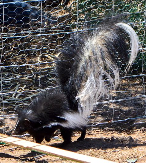 Hooded skunk (Mephitis macroura) - This one tried to take up residence in the potting shed at ...