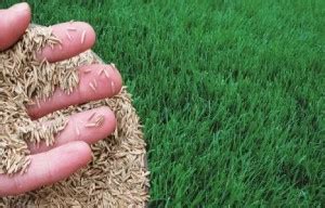 wequality Lawn grass seeds/Durba grass seeds for garden Seed Price in India - Buy wequality Lawn ...