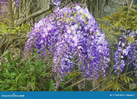 Spring Flowers. Blooming Wisteria Vine in Garden Stock Image - Image of ...