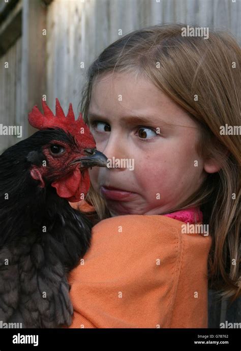 Hen face hi-res stock photography and images - Alamy