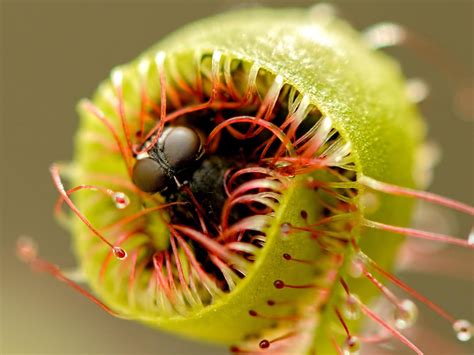 Carnivorous Plants With Names