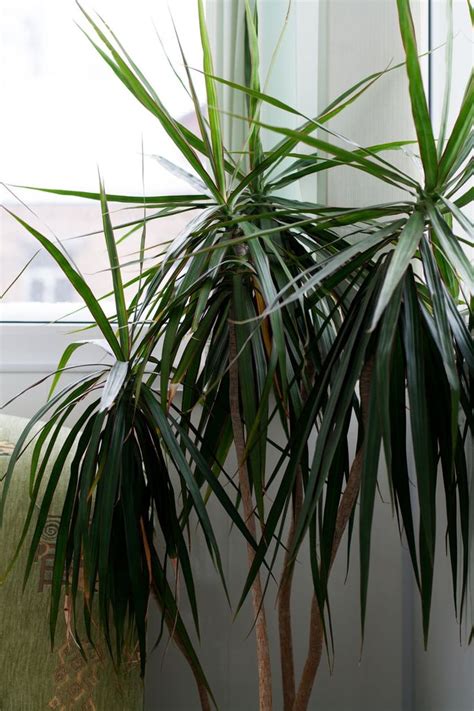 Tips & Information about Dracaena Plants - Gardening Know How