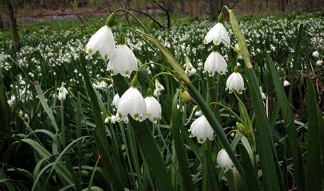 Leucojum aestivum – Vancouver Island Grows