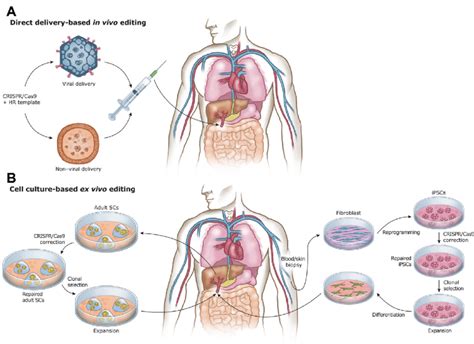 In vivo and ex vivo strategies for CRISPR/Cas9-based gene therapies ...