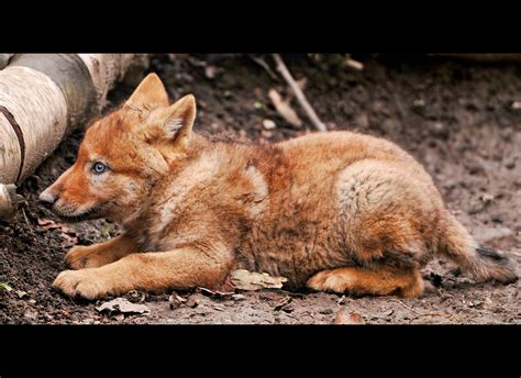 Little wolf | Picture of a wolf pup living in the zoo of Zür… | Flickr