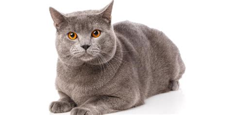 Chartreux Cat Breed: Size, Appearance & Personality