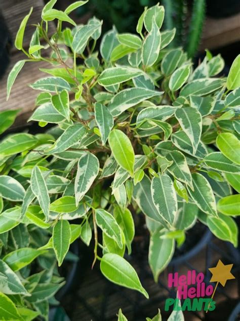 Ficus 'Weeping Fig' Variegated 5" Pot (Hanging Basket) - Hello Hello Plants