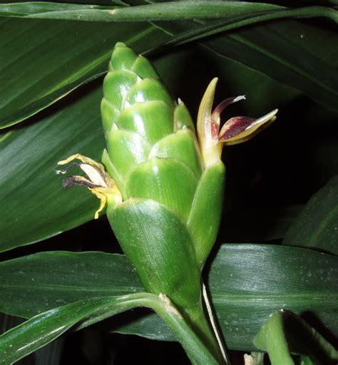 Polynesian Produce Stand : LIVE 10 Rhizomes EDIBLE GINGER ROOT Zingiber HOT & SPICY Zingiber ...