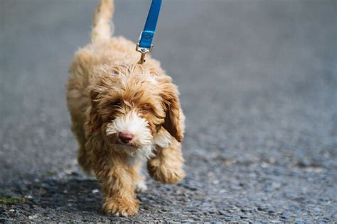 Best Dog Leash Training Tips