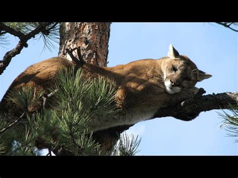 Colorado Mountain Lions - YouTube