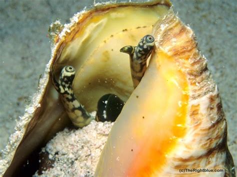 The Right Blue: A Queen Conch snail, giving us the eye