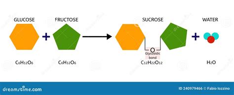 Sucrose Formation. Glycosidic Bond Formation from Glucose and Fructose ...