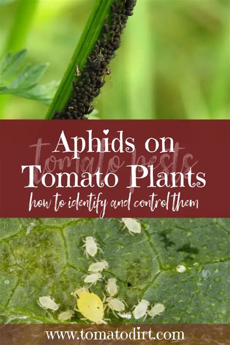 Aphids on Tomato Plants: How to Identify and Control Them