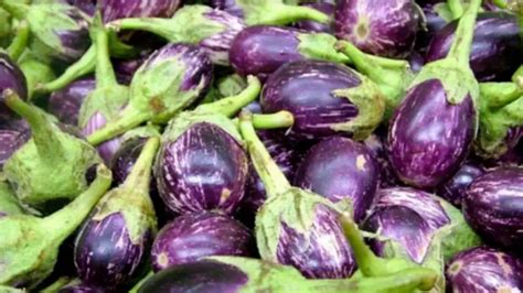 Brinjal Disadvantages: इन बीमारियों में भूलकर भी नहीं खाना चाहिए बैंगन, जानें क्या कहते हैं ...