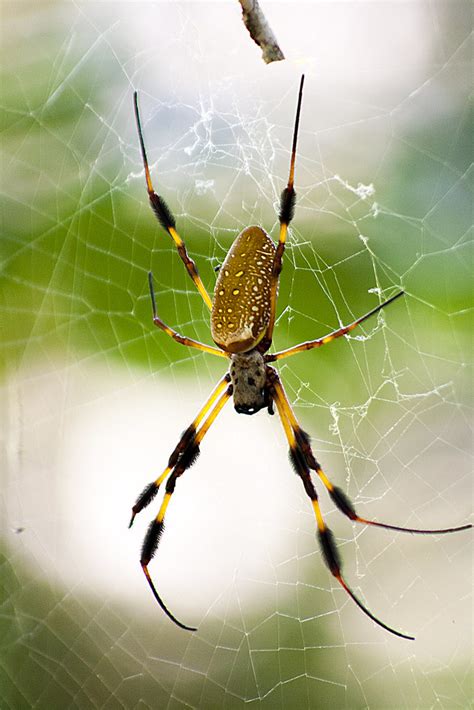 Florida Banana Spider 1 | Came across this spider, its web b… | Flickr