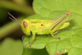 Life Cycle of a Grasshopper-3 Stages of Grasshopper Life Cycle