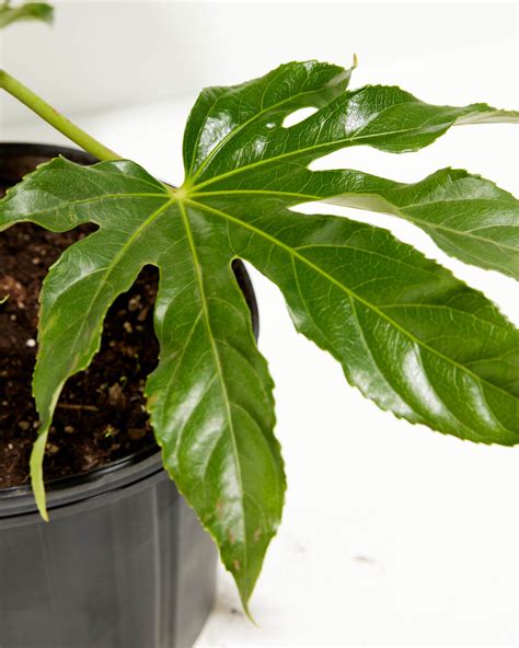 Japanese Aralia for Delivery | Low Light Plants | Lively Root