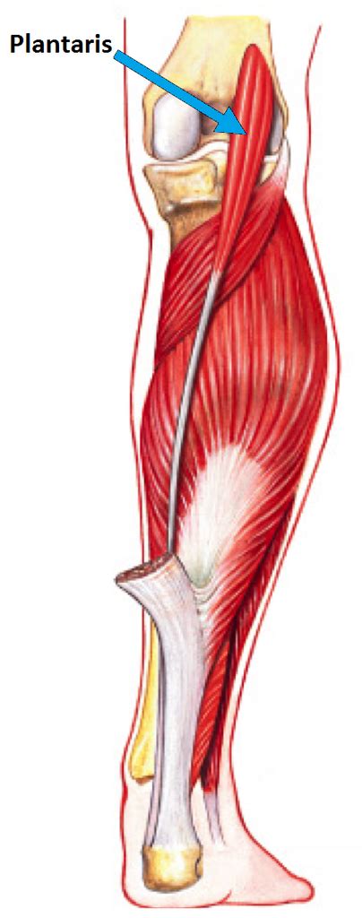 Plantaris Diagram | Quizlet