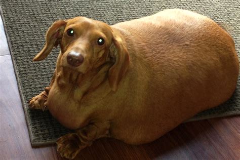 This super-fat dachshund lost 75 percent of his body weight