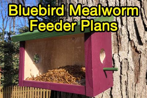 How To Build A Bluebird Feeder (Free Plans & Instructions) - Bird Informer