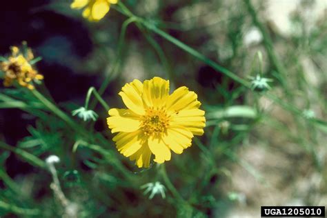 stiff greenthread (Thelesperma filifolium)