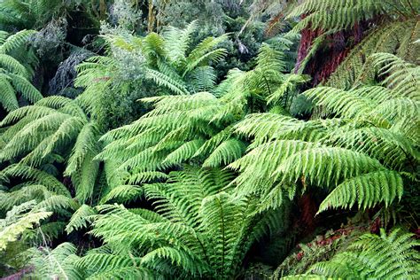 HOW TO PROTECT TREE FERNS OVER WINTER |The Garden of Eaden