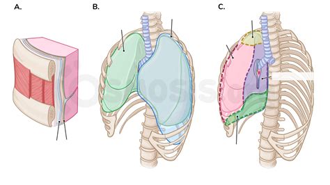 Parietal Pleura Cadaver