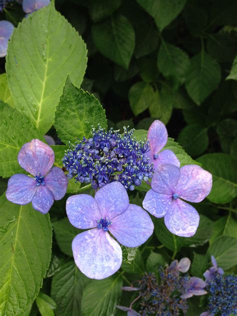 Hydrangea flowers, Tokyo, Japan Copyright Mimi Yu | Hydrangea flower, Plants, Hydrangea