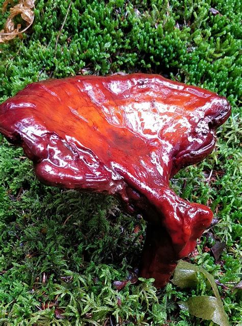 Can anyone ID this Brilliant Red Mushroom? : mycology