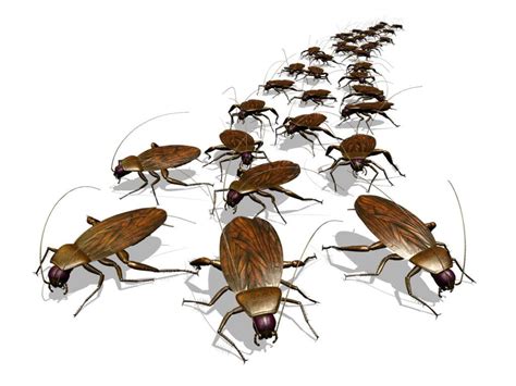 How to Prevent and Eliminate Roaches from your Indianapolis Home or Business | Freedom Pest Control