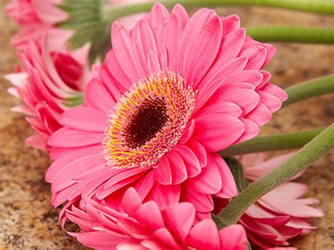 Pink Daisy Flower Wallpapers - Wallpaper Cave