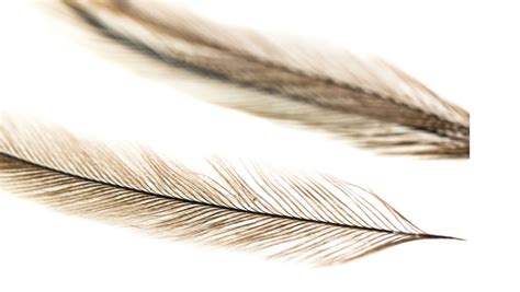 Emu Feathers - Fly Tying Feathers