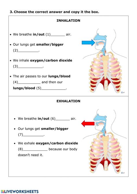 Pin on Respiratory system