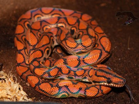 Rainbow Boa Morphs and Types - StarDust Scales