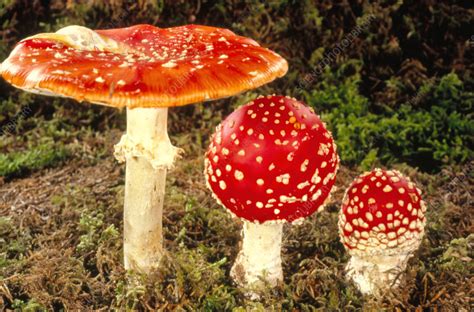 Stages in life of Amanita muscaria - Stock Image - B250/0605 - Science ...