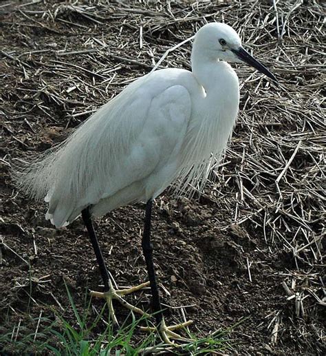 little egret in breeding plumage | BirdForum