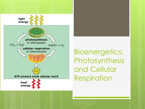 Bioenergetics: Photosynthesis and Cellular Respiration